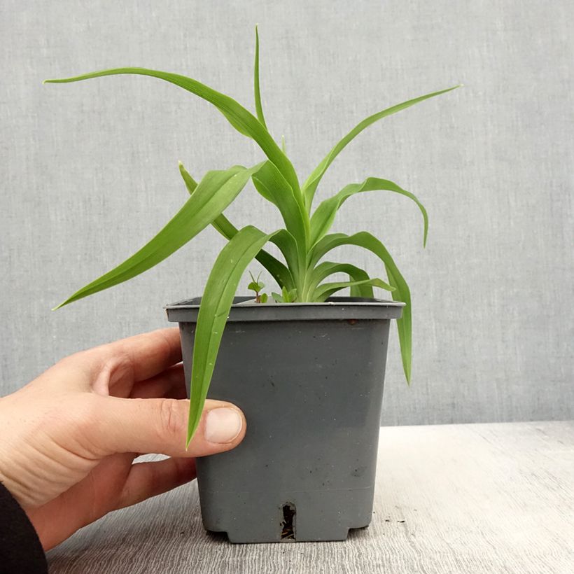 Hemerocallis Flight of The Dragon Maceta 1L/1,5L Ejemplar entregado en la primavera