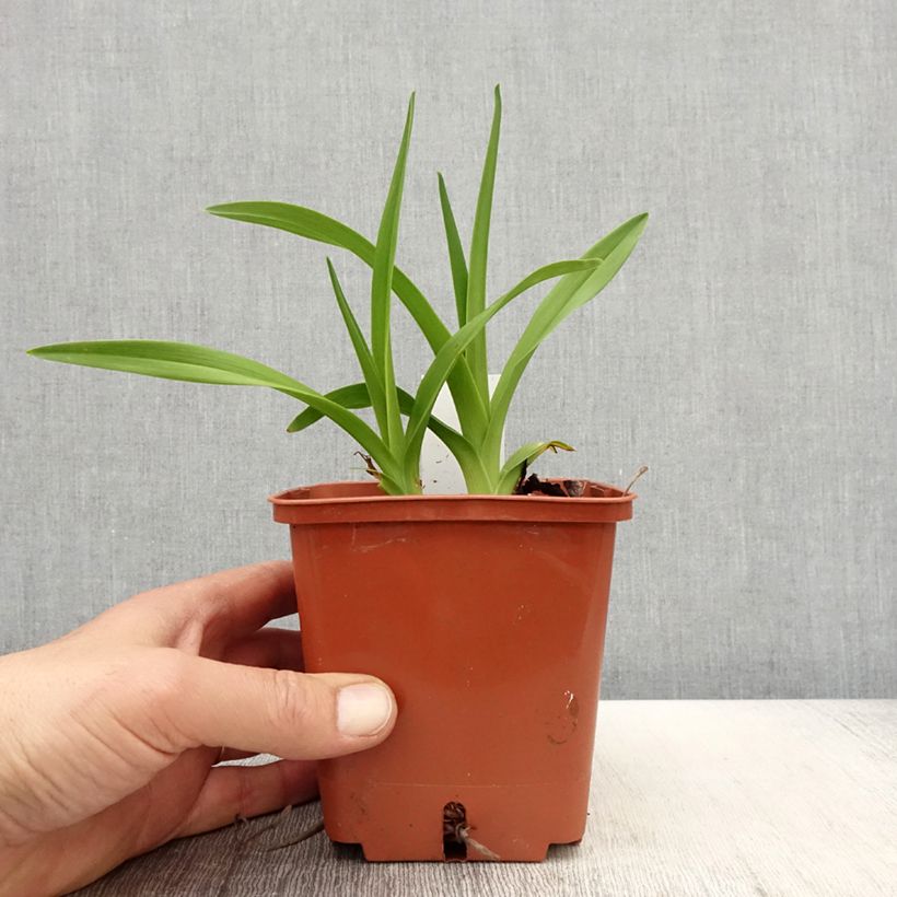 Hemerocallis Fooled Me Maceta 1L/1,5L Ejemplar entregado en la primavera