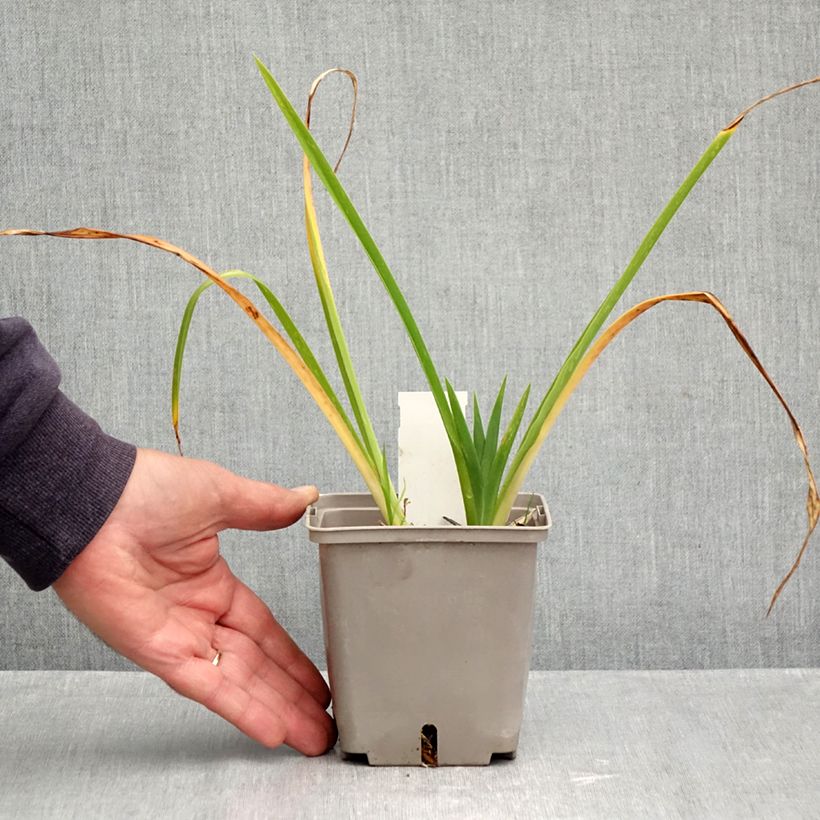 Ejemplar de Hemerocallis Forty second Street Maceta 1L/1,5L entregado en otoño
