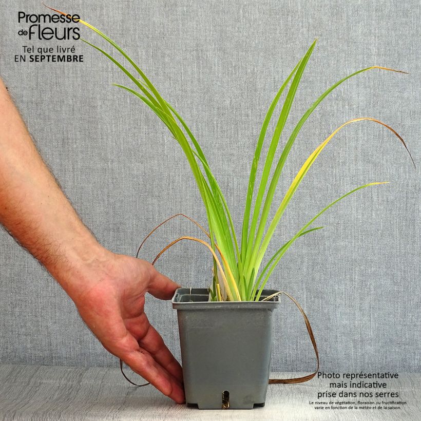 Ejemplar de Hemerocallis Forty second Street Maceta 1L/1,5L entregado en verano