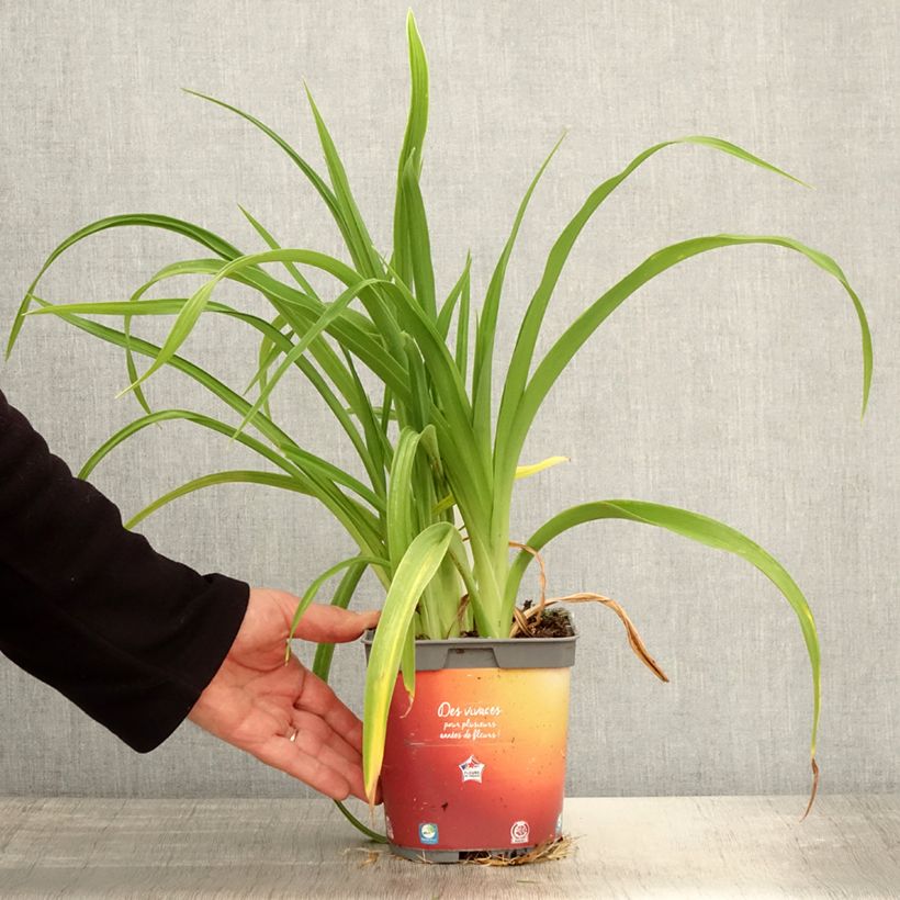 Hemerocallis Frans Hals Maceta 1L/1,5L Ejemplar entregado en la primavera