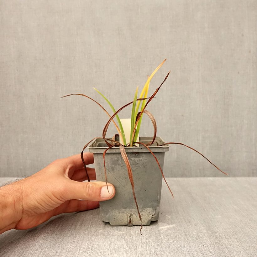 Ejemplar de Hemerocallis Graces of Ganymede Maceta 1L/1,5L entregado en otoño