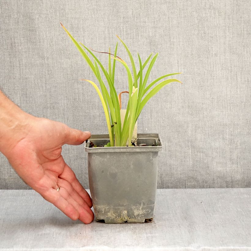 Ejemplar de Hemerocallis Graces of Ganymede Maceta 1L/1,5L entregado en verano