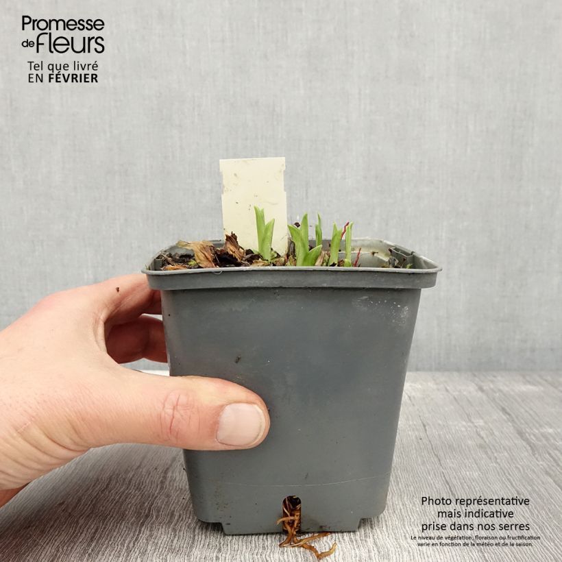 Hemerocallis Graces of Ganymede Maceta 1L/1,5L Ejemplar entregado en invierno