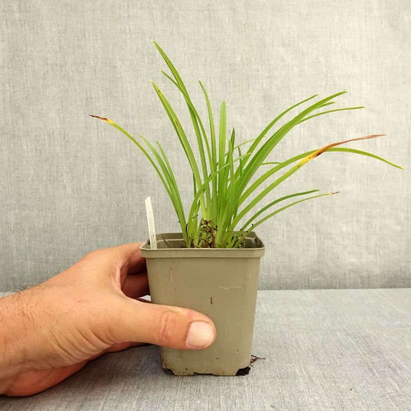 Ejemplar de Hemerocallis Grape Velvet Maceta de 8/9 cm entregado en verano