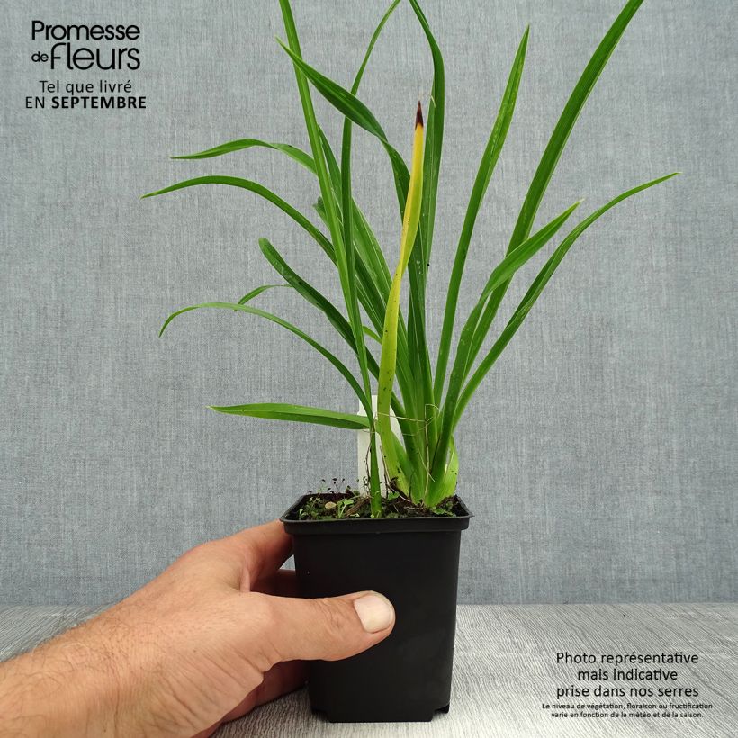Ejemplar de Hemerocallis Green Flutter Maceta de 8/9 cm entregado en verano