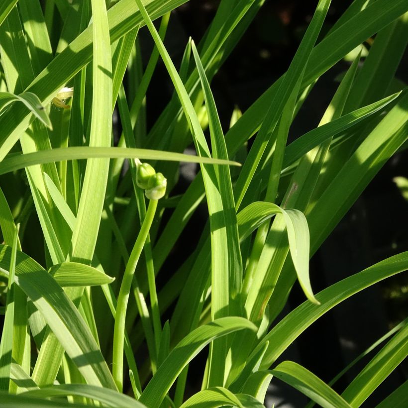 Hemerocallis Happy Returns (Follaje)