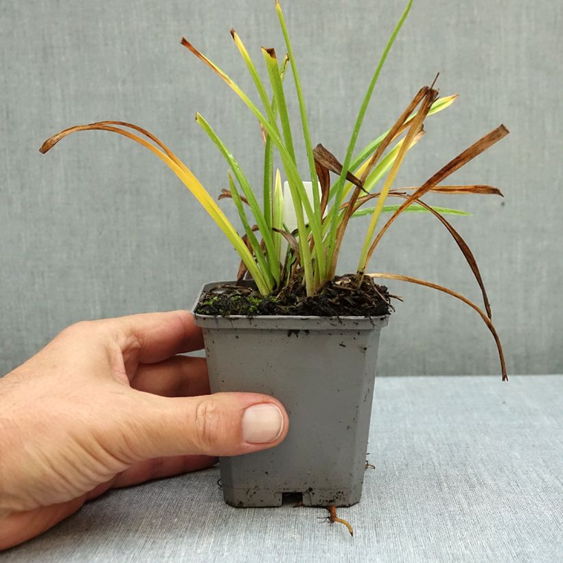 Ejemplar de Hemerocallis Happy Returns Maceta de 8/9 cm entregado en otoño