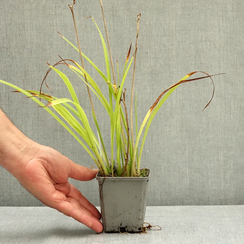 Ejemplar de Hemerocallis Happy Returns Maceta de 8/9 cm entregado en verano