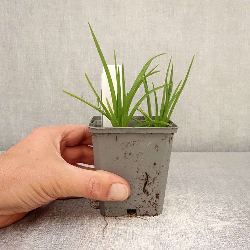 Hemerocallis Happy Returns Maceta de 8/9 cm Ejemplar entregado en la primavera