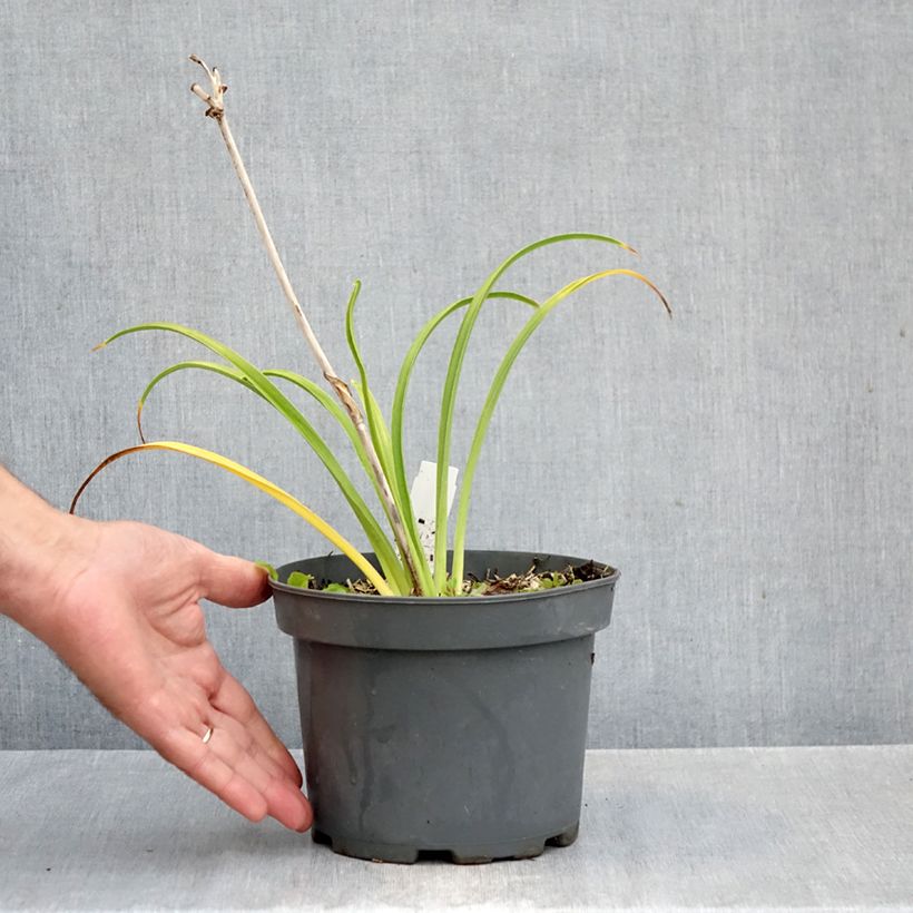 Ejemplar de Hemerocallis Happy Returns Maceta 2L/3L entregado en otoño
