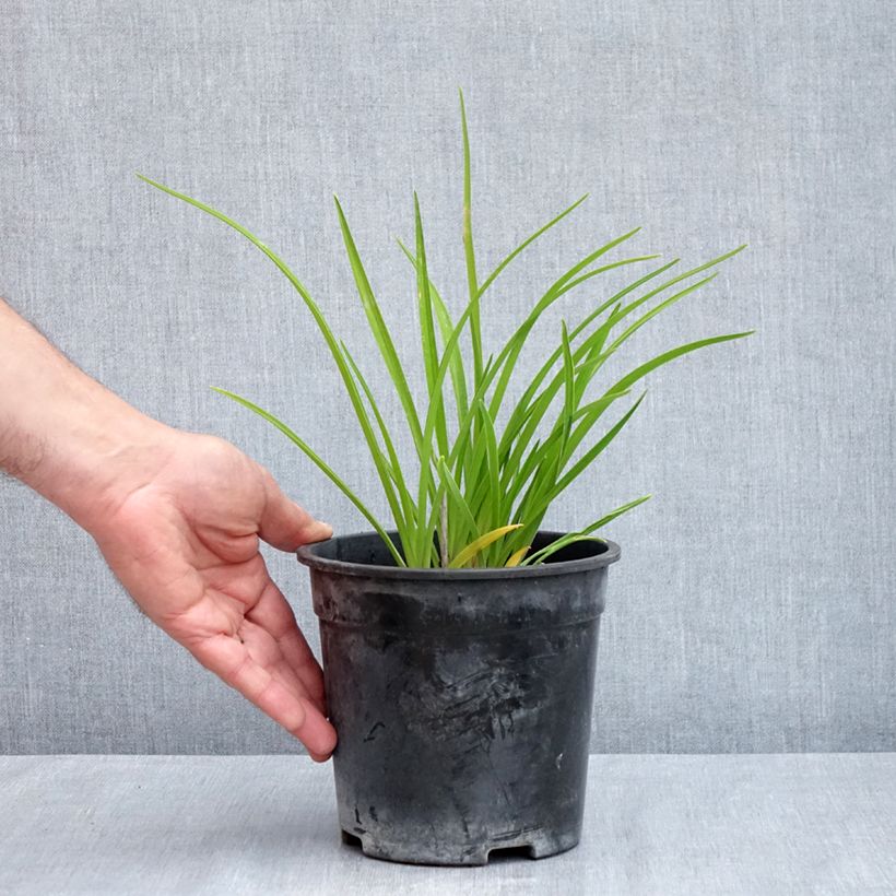 Hemerocallis Happy Returns Maceta 2L/3L Ejemplar entregado en la primavera