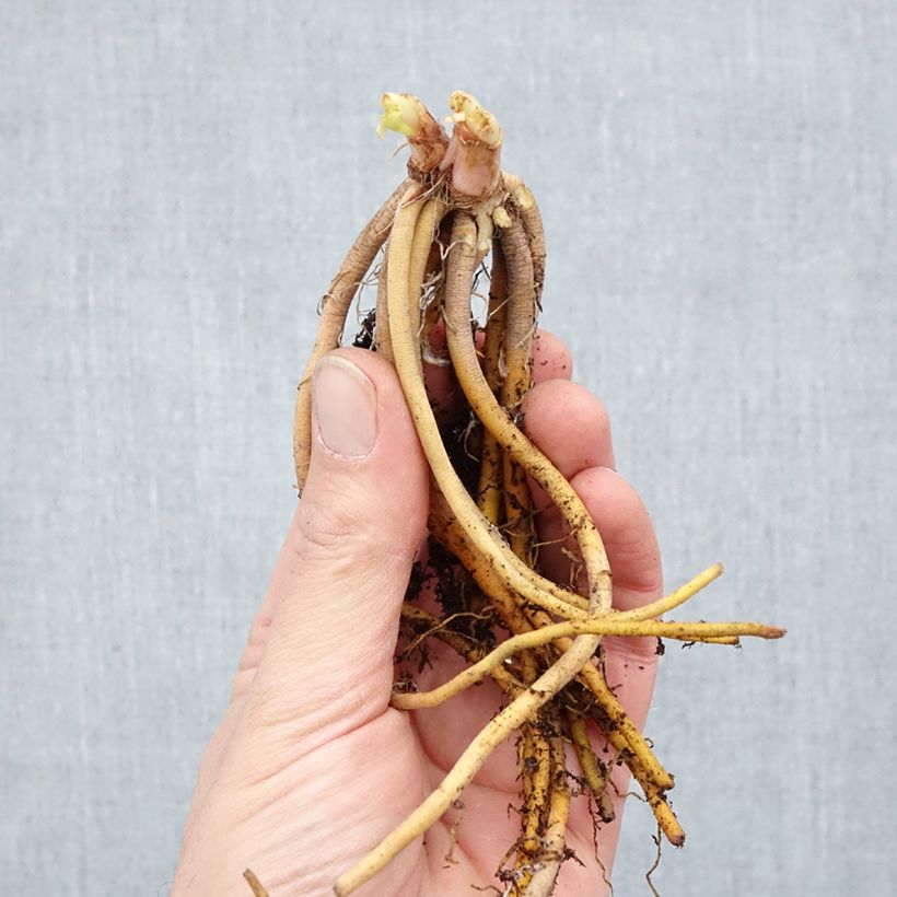 Hemerocallis Happy Returns Raíces desnudas Ejemplar entregado en invierno