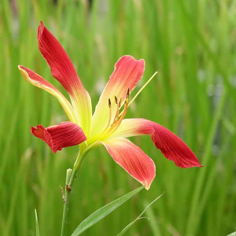 Hemerocallis Hot Wheels (Floración)