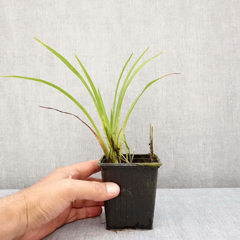 Ejemplar de Hemerocallis Hot Wheels Maceta de 8/9 cm entregado en otoño