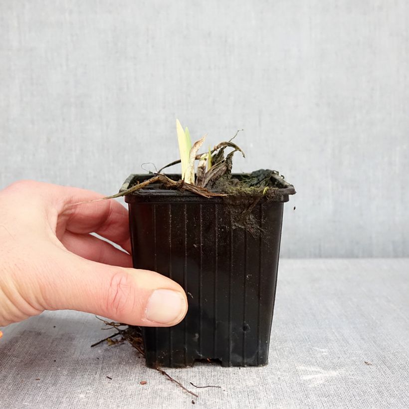 Hemerocallis Hot Wheels Maceta de 8/9 cm Ejemplar entregado en invierno