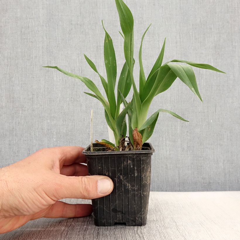 Hemerocallis Hot Wheels Maceta de 8/9 cm Ejemplar entregado en la primavera