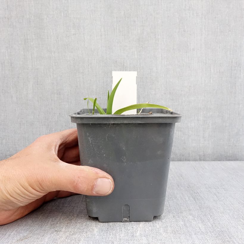 Hemerocallis In Excess Maceta 1L/1,5L Ejemplar entregado en la primavera