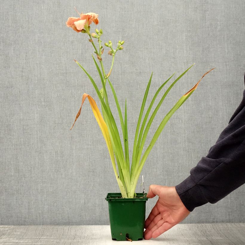 Ejemplar de Hemerocallis Janice Brown Maceta 1L/1,5L entregado en verano