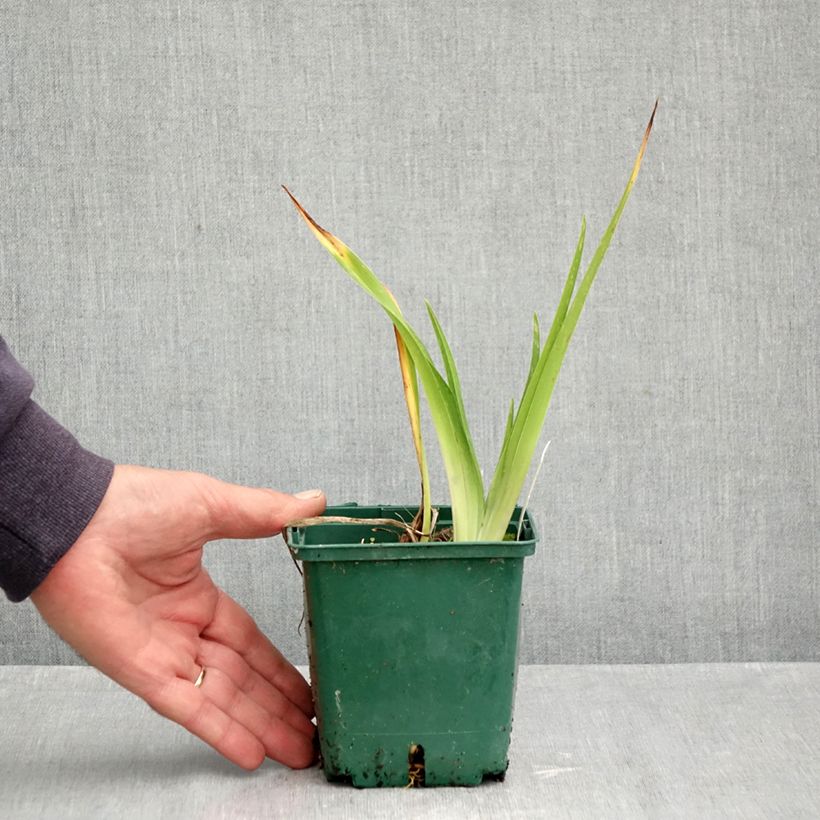 Ejemplar de Hemerocallis Jason Salter Maceta 1L/1,5L entregado en otoño