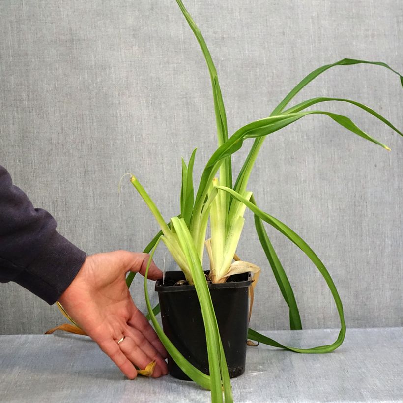 Ejemplar de Hemerocallis Lacy Doily Maceta 1L/1,5L entregado en otoño