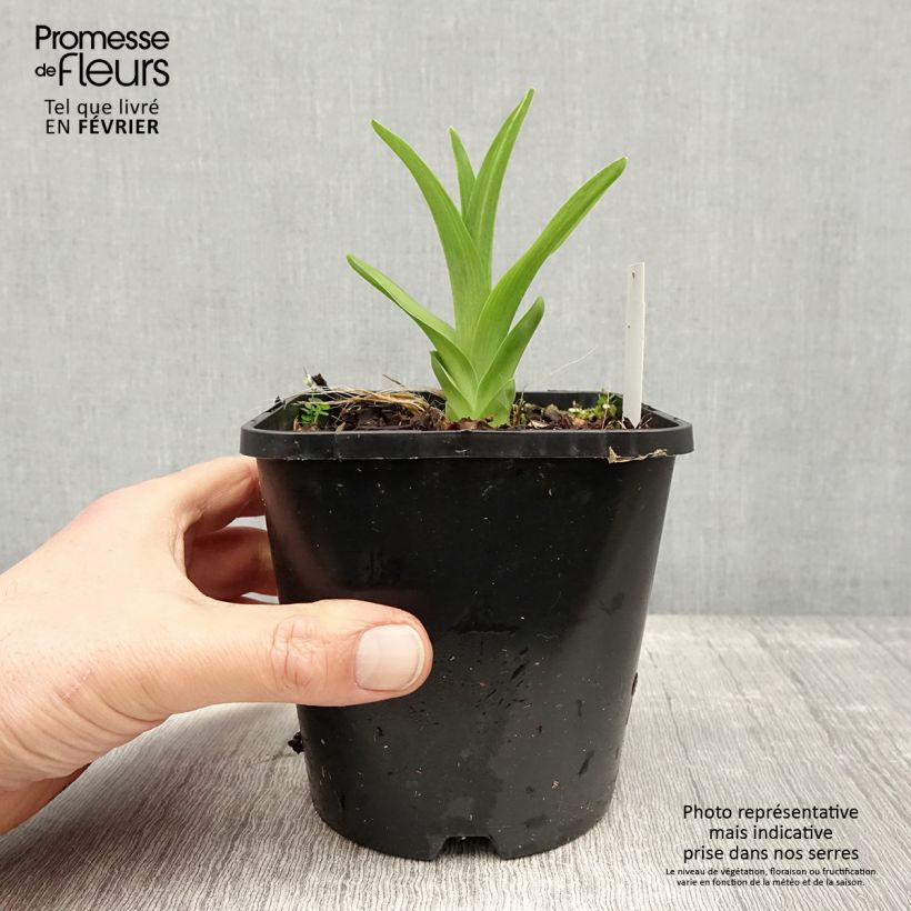 Hemerocallis Lacy Doily Maceta 1L/1,5L Ejemplar entregado en invierno