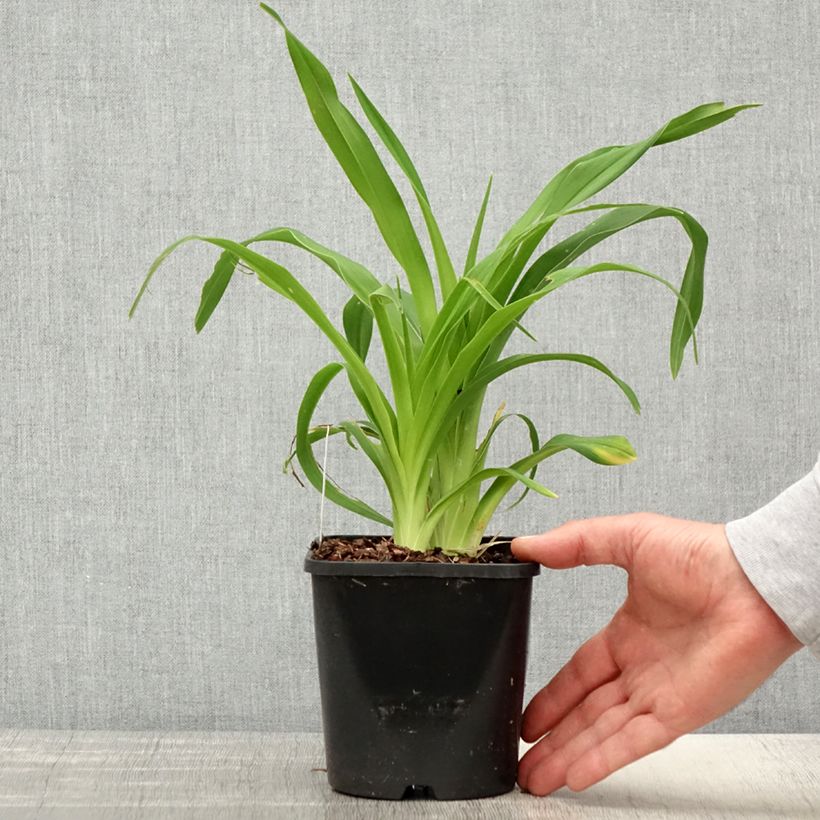 Hemerocallis Lacy Doily Maceta 1L/1,5L Ejemplar entregado en la primavera