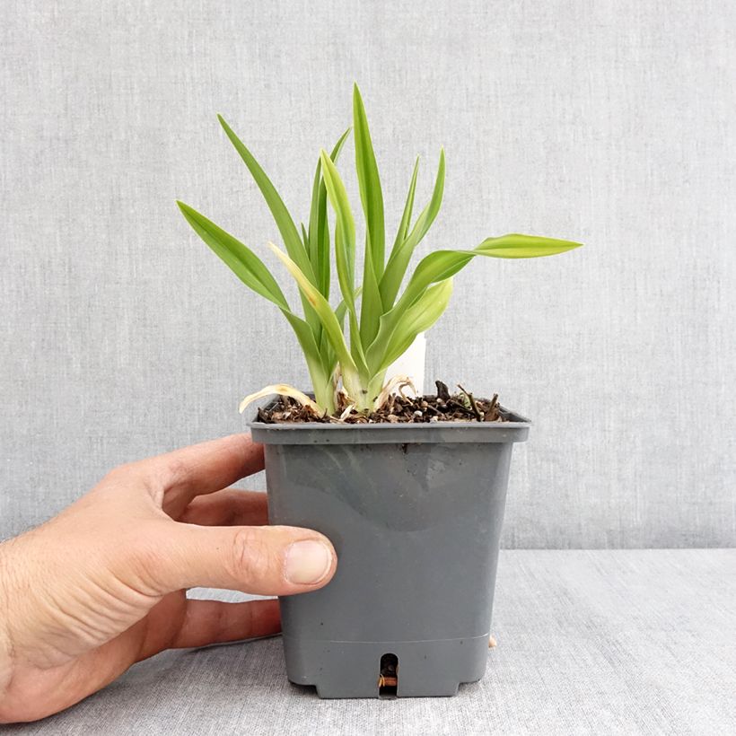 Hemerocallis Land of Cotton Maceta 1L/1,5L Ejemplar entregado en la primavera