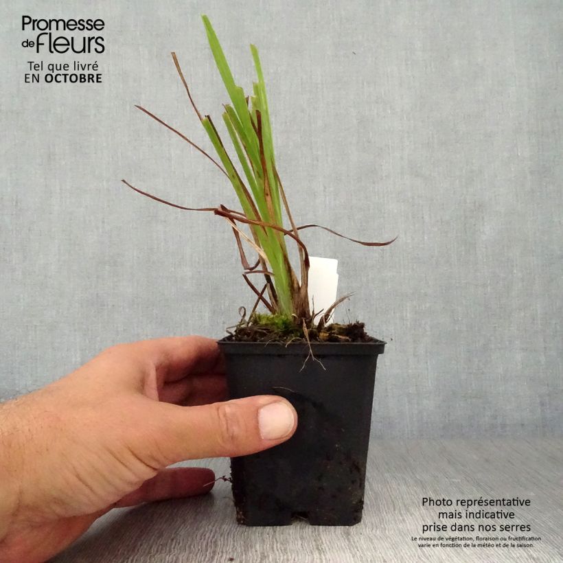 Ejemplar de Hemerocallis lilioasphodelus Maceta de 8/9 cm entregado en otoño