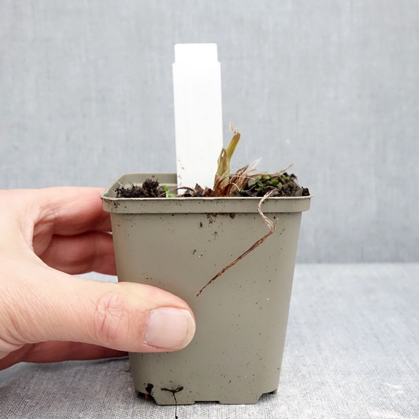 Hemerocallis Lucretius Maceta de 8/9 cm Ejemplar entregado en invierno