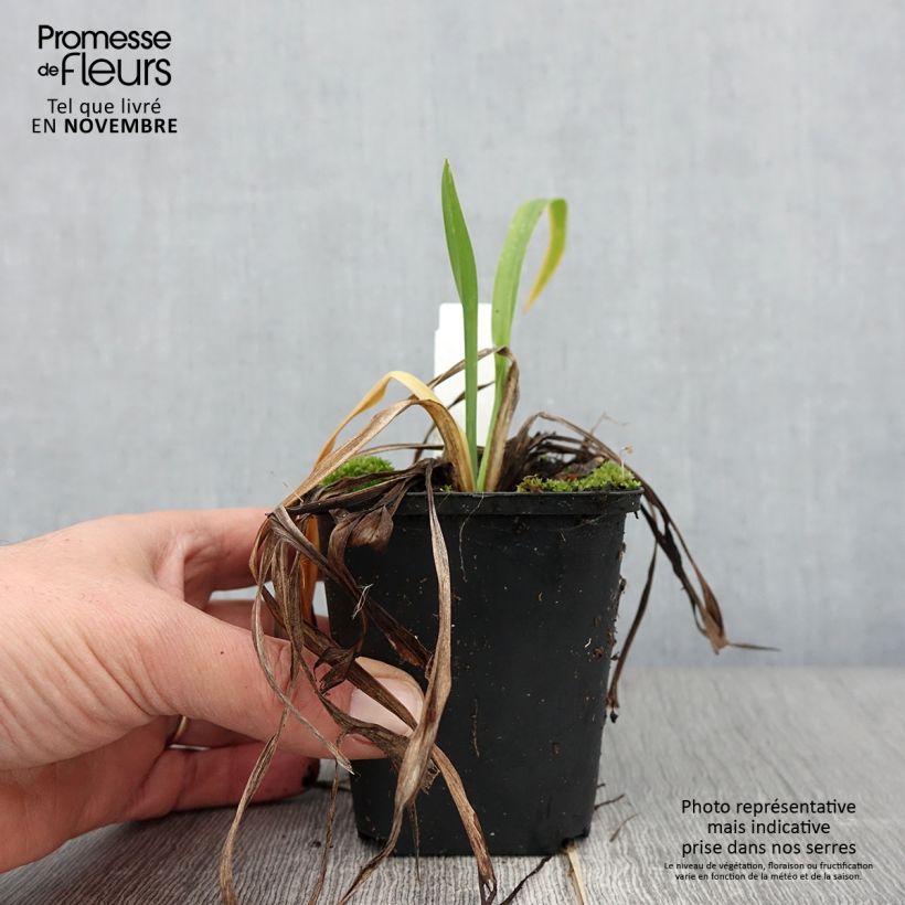 Ejemplar de Hemerocallis Lullaby Baby Maceta de 8/9 cm entregado en otoño