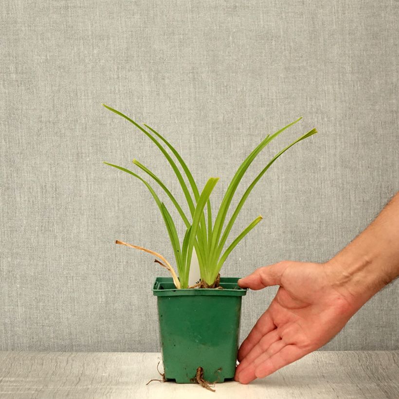Ejemplar de Hemerocallis Lullaby Baby Maceta de 8/9 cm entregado en verano