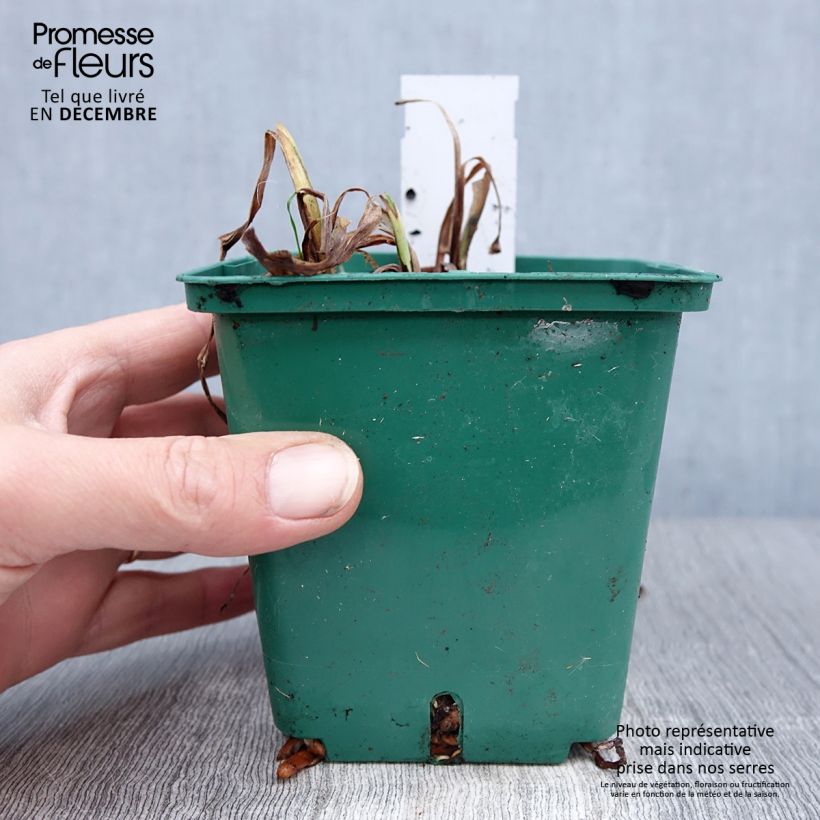 Hemerocallis Luxury Lace Maceta 1L/1,5L Ejemplar entregado en invierno