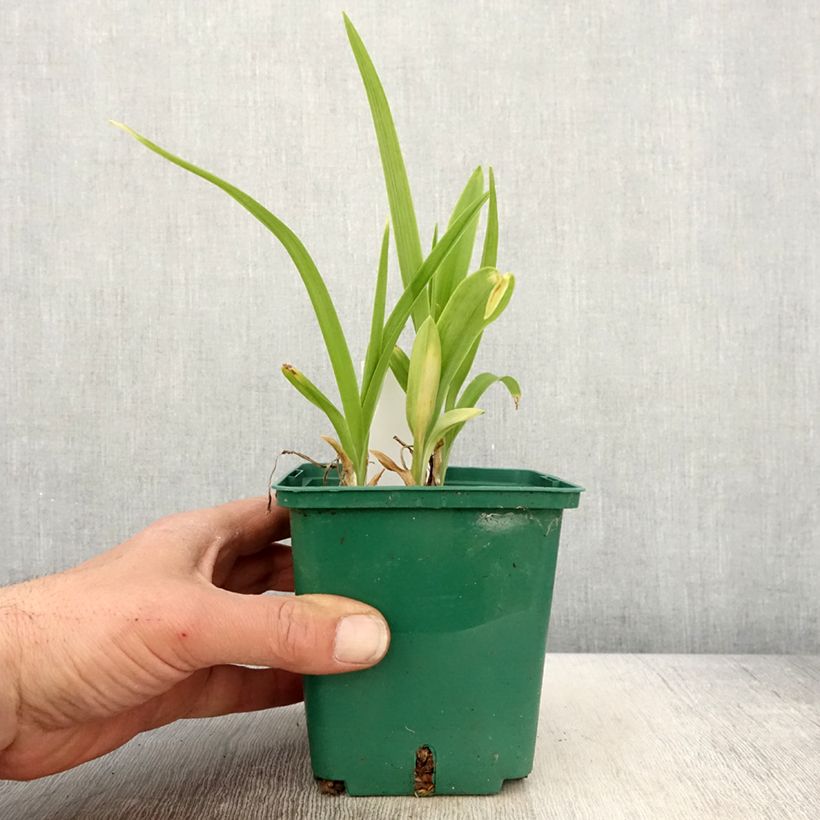 Hemerocallis Luxury Lace Maceta 1L/1,5L Ejemplar entregado en la primavera