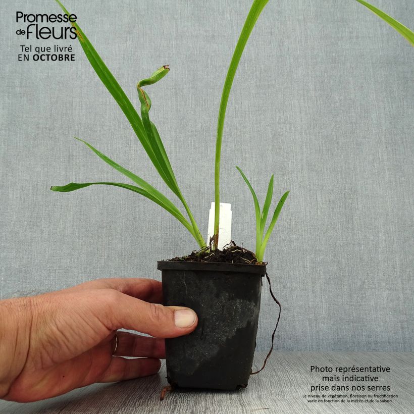 Ejemplar de Hemerocallis Margaret Perry Maceta de 8/9 cm entregado en otoño