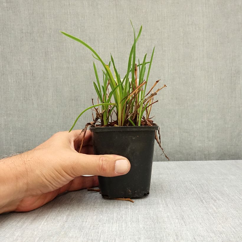 Ejemplar de Hemerocallis Mauna Loa Maceta de 8/9 cm entregado en verano