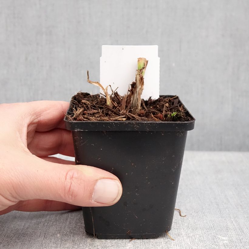 Hemerocallis Mauna Loa Maceta de 8/9 cm Ejemplar entregado en invierno