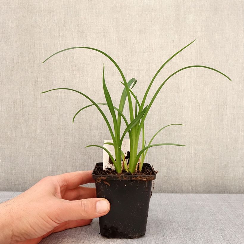 Hemerocallis Mauna Loa Maceta de 8/9 cm Ejemplar entregado en la primavera