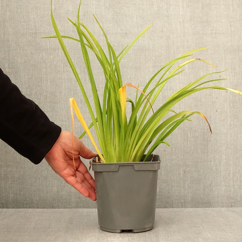 Ejemplar de Hemerocallis Mauna Loa Maceta 2L/3L entregado en otoño