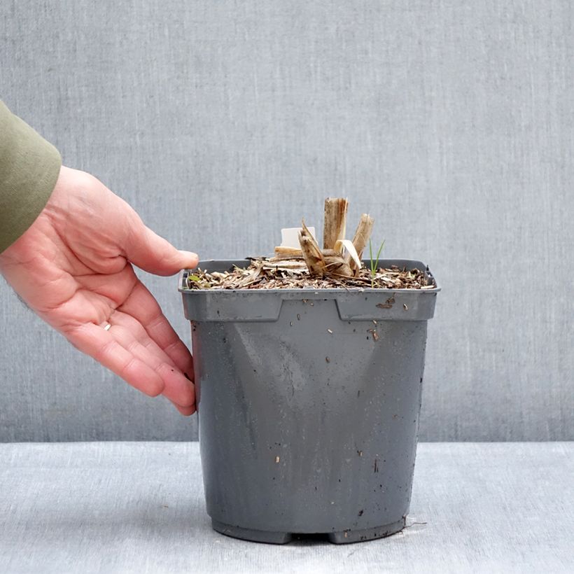 Hemerocallis Mauna Loa Maceta 2L/3L Ejemplar entregado en invierno