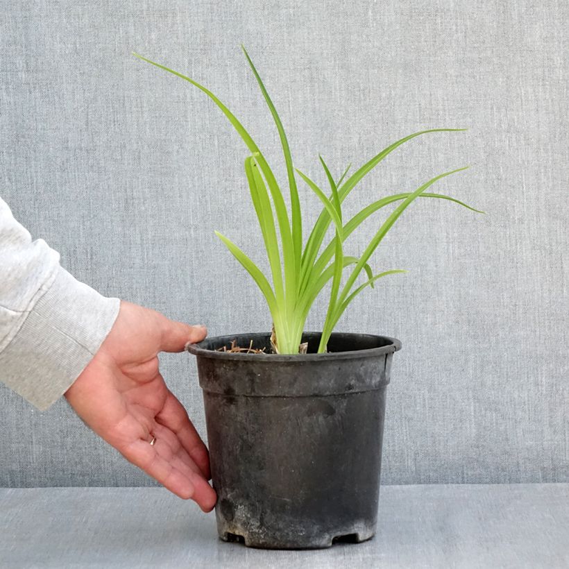 Hemerocallis Mauna Loa Maceta 2L/3L Ejemplar entregado en la primavera