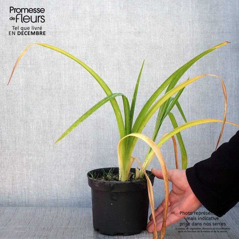Ejemplar de Hemerocallis Mildred Mitchell Maceta 2L/3L entregado en otoño