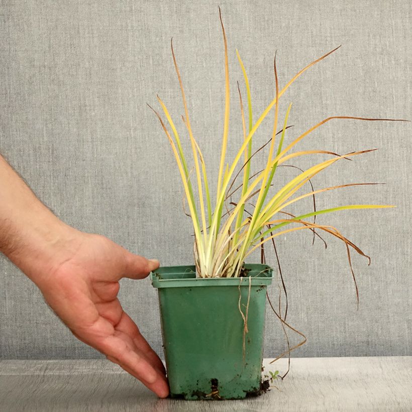 Ejemplar de Hemerocallis Mini stella Maceta 1L/1,5L entregado en otoño