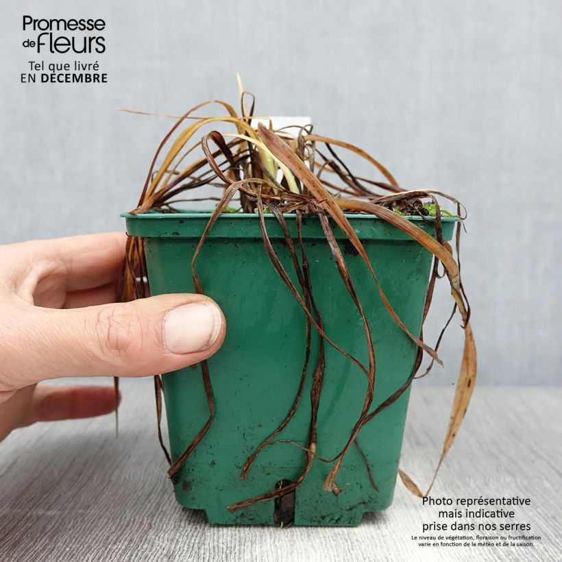 Hemerocallis Mini stella Maceta 1L/1,5L Ejemplar entregado en invierno