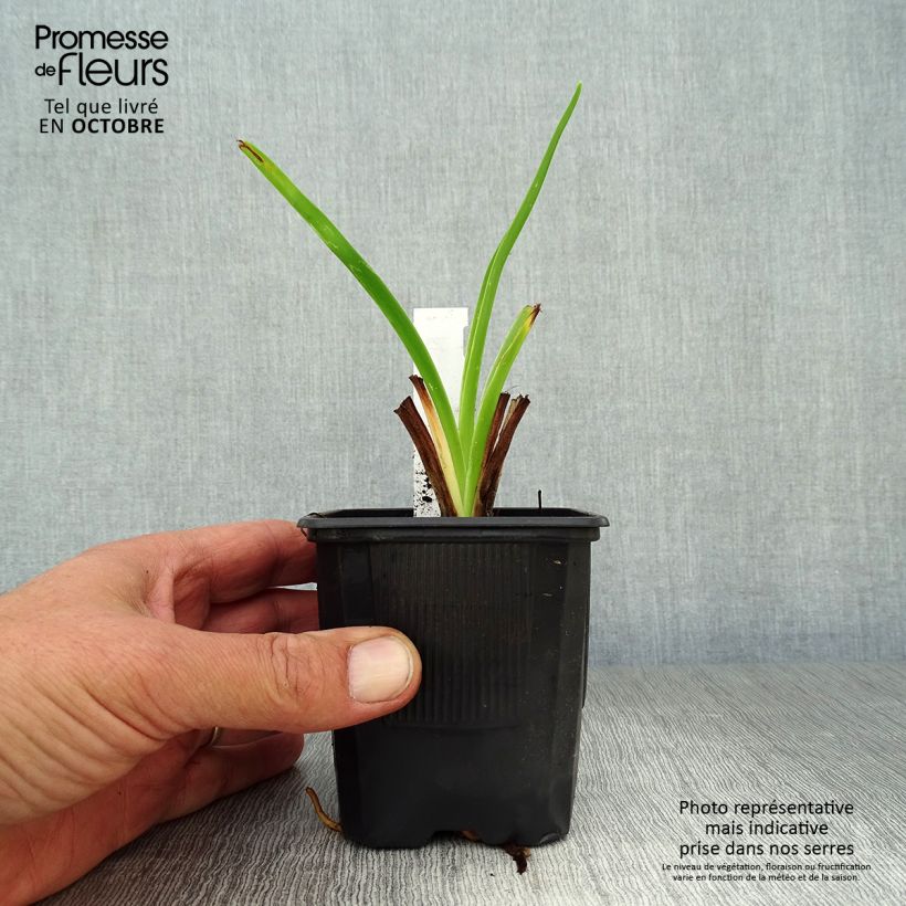 Ejemplar de Hemerocallis Moonlight Masquerade Maceta de 8/9 cm entregado en otoño