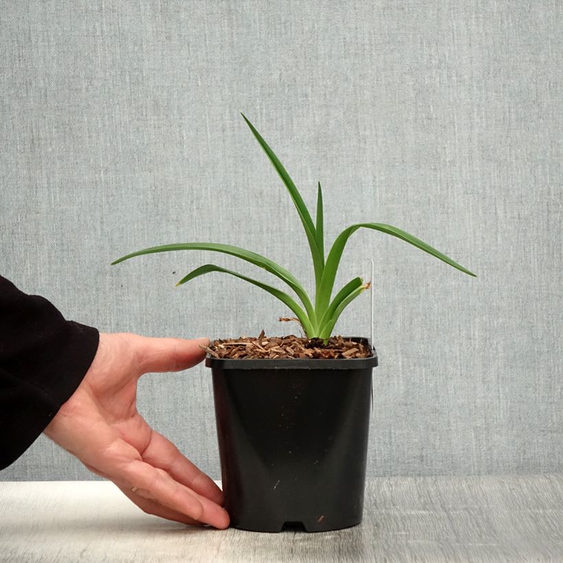 Hemerocallis Moonlight Masquerade Maceta 1,5L/2L Ejemplar entregado en la primavera