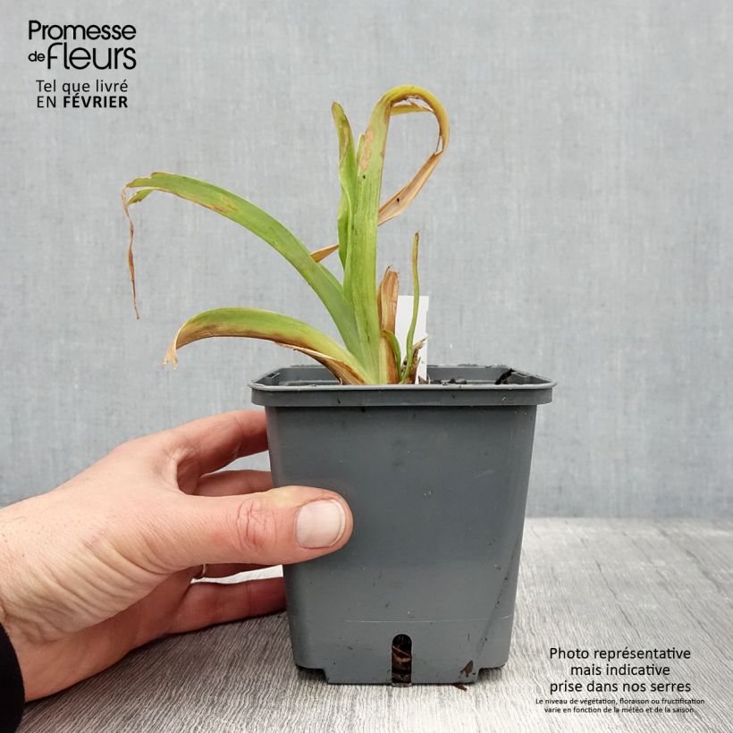 Hemerocallis Nagasaki Maceta 1L/1,5L Ejemplar entregado en invierno