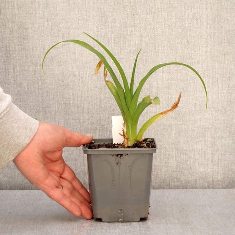 Hemerocallis Nagasaki Maceta 1L/1,5L Ejemplar entregado en la primavera