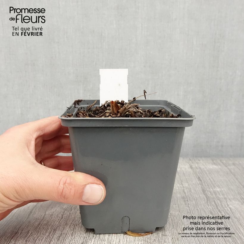 Hemerocallis Nature's Crown Maceta 1L/1,5L Ejemplar entregado en invierno