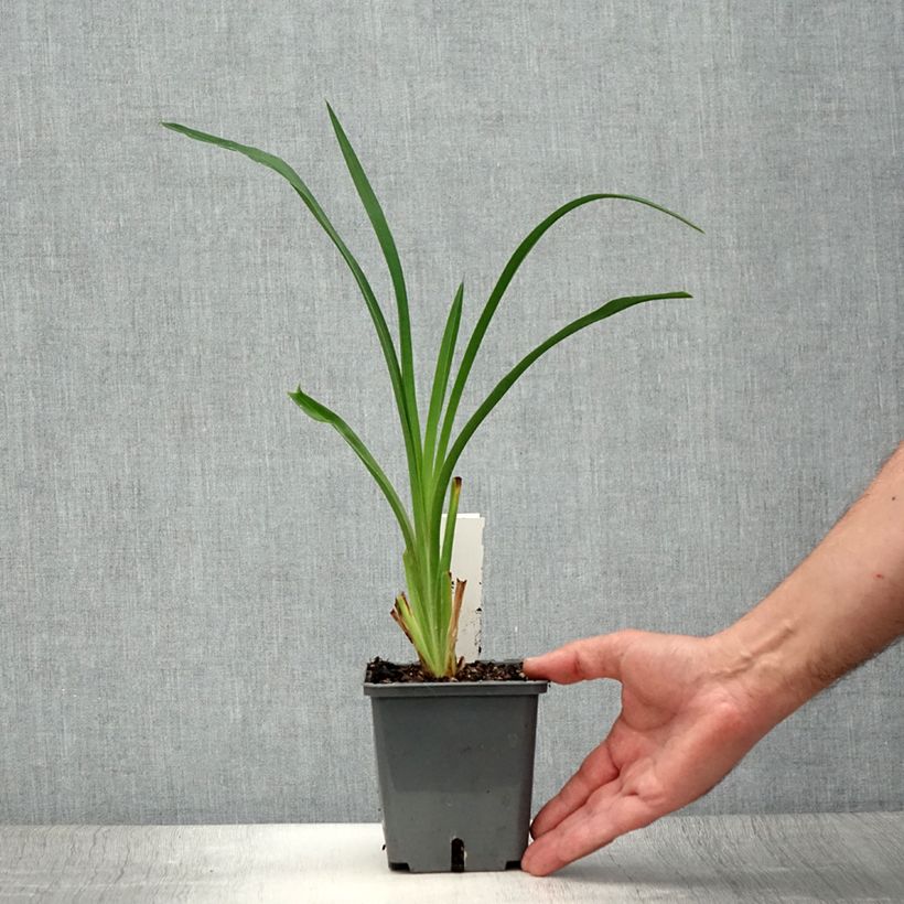 Ejemplar de Hemerocallis Night Embers Maceta 1L/1,5L entregado en verano